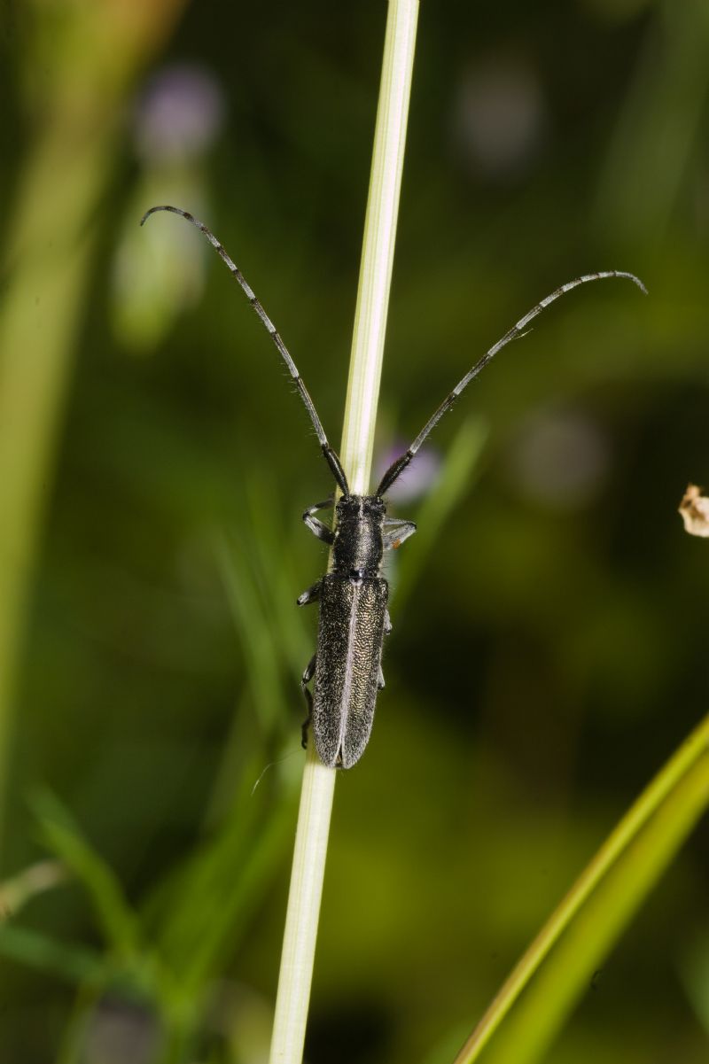 Agapanthia cardui